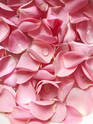 Hot Pink Rose Petals